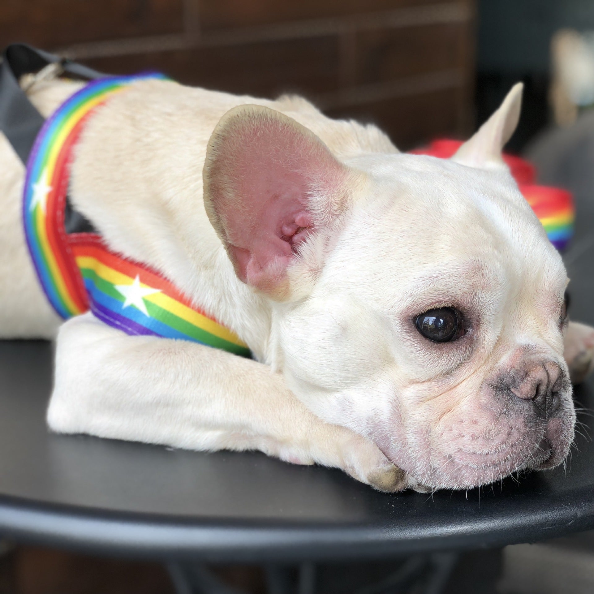 Discover the Rainbow Cool Chain Leash – A Must-Have for Every Dog Owner!